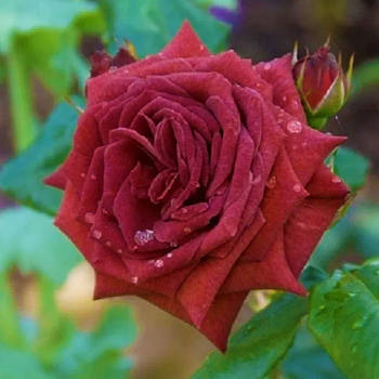 Саджанці троянди флорибунда Джоселін (Rose Jocelyn)