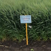 Насіння пшениці озимої Гарантія Одеська остиста еліта Одеська селекція, фото 3