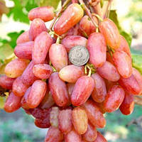 Саженцы Винограда Преображение - раннего срока, крупноплодный, урожайный
