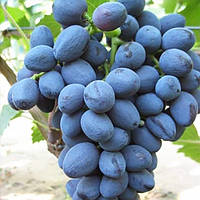 Саженцы столового винограда Забава - раннего срока, крупноплодный, морозостойкий