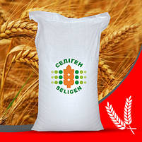 Насіння пшениці озимої Гарантія Одеська остиста еліта Одеська селекція, фото 2