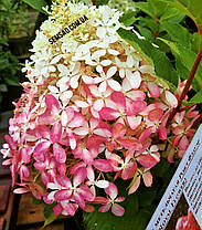 Гортензія волотиста Лівінг Рояль Флауер \ Hydrangea Living Royal Flower ( саджанці 3 - 4 роки С5л ), фото 3