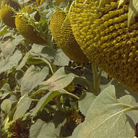 Насіння соняшнику SULFONOR MAS Seeds посівний гібрид МАС Сульфонор, фото 3