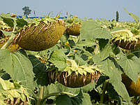 Насіння соняшнику MAS 85.SU (MAS Seeds) під Гранстар МАС під Експрес, фото 4