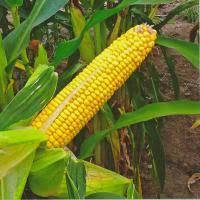 Насіння кукурудзи НК КОБАЛЬТ ( Syngenta ) ФАО: 320, фото 3