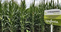 Насіння кукурудзи СІ ЕНЕРМАКС ( Syngenta ) ФАО: 330, фото 3