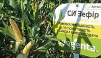 Насіння кукурудзи СІ ЗЕФІР ( Syngenta ) ФАО: 430, фото 3