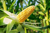 Насіння кукурудзи СІ КАРІОКА ( Syngenta ) ФАО: 480, фото 3