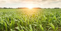 Насіння кукурудзи СІ ОКТЕОН ( Syngenta ) ФАО: 380, фото 3