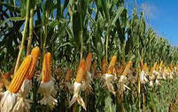 Насіння кукурудзи СІ ПАНДОРАС ( Syngenta ) ФАО: 250, фото 3