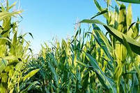 Насіння кукурудзи Спектрал ( Syngenta ) ФАО: 320, фото 3