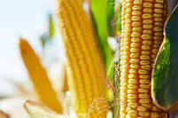 Насіння кукурудзи СІ Торіно ( Syngenta ) ФАО: 310, фото 3