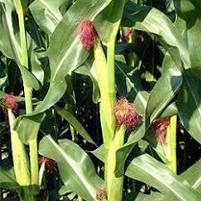 Насіння кукурудзи СІ ІМПУЛЬС ( Syngenta ) ФАО: 280, фото 3