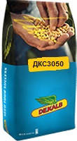 Насіння кукурудзи ДКС 3050 (Dekalb) ФАО - 200, фото 3