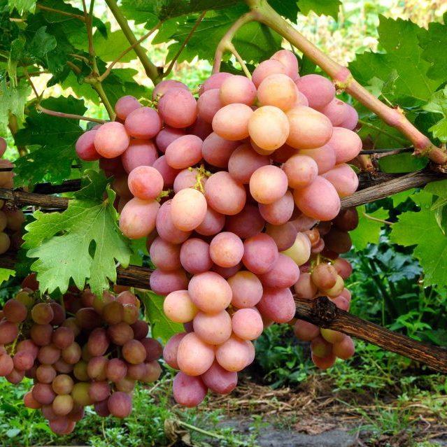 Саженцы Винограда Ливия - раннего срока, крупноплодный, зимостойкий - фото 1 - id-p1457602357