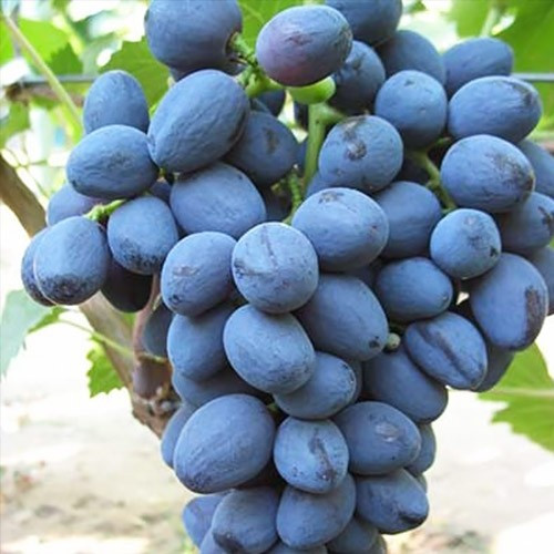 Саженцы столового винограда Забава - раннего срока, крупноплодный, морозостойкий - фото 1 - id-p1457602372
