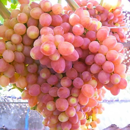 Виноград Кишмиш Юпітер Чехії