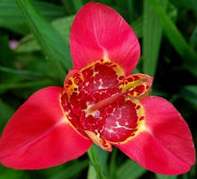 Цибулини Тигридия ЧЕРВОНА 7/+ (1 шт.)