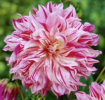 Саджанець ЖОРЖИНА високоросла Bristol Stripe гіган.кв.