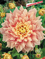 Жажанець ГЕОРГІНА високорослий Jessy гіган.