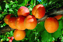 Саджанці абрикоса Ледана