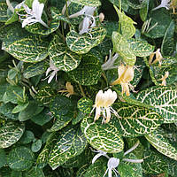 Жимолость японська золотисто-сітчаста ауретікулата, Lonicera japonica Aureoreticulata