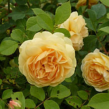 Троянда англійська Тізінг Джорджія