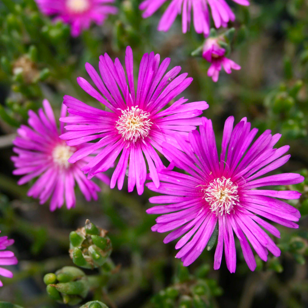 Делосперма Купера. Контейнер 0,5 Л — Купить Недорого на Bigl.ua ...