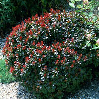 Барбарис Тунберга Bagatelle низькорослий (контейнер 0.5 л) саджанці