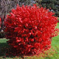 Бересклет Compactus (контейнер 0,5 л) саджанці 2 років