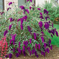 Будлея 34 Nanho Purple, дерево метеликів (контейнер 0.5 л) саджанці