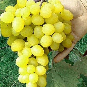 Саджанці винограду Біле полум'я (White flame seedless) - раннього терміну, урожайний, великоплідний