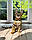 Хлопчик бенгал, (Коричневий нашийник) ін. 12.05.2021. Бенгальські кошенята з вихованця Royal Cats. Україна, Київ, фото 2
