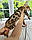 Хлопчик бенгал, (Коричневий нашийник) ін. 12.05.2021. Бенгальські кошенята з вихованця Royal Cats. Україна, Київ, фото 4