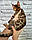 Хлопчик бенгал, (Коричневий нашийник) ін. 12.05.2021. Бенгальські кошенята з вихованця Royal Cats. Україна, Київ, фото 8