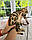 Хлопчик бенгал, (Коричневий нашийник) ін. 12.05.2021. Бенгальські кошенята з вихованця Royal Cats. Україна, Київ, фото 6