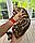 Хлопчик бенгал, (Сірий нашийник) ін. 12.05.2021. Бенгальські кошенята з вихованця Royal Cats. Україна, Київ, фото 7