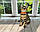Дівчинка бенгал, (Жовтогарячий нашийник) ін. 12.05.2021. Бенгальські кошенята з вихованця Royal Cats. Україна, Київ, фото 7