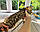 Дівчинка бенгал, (Жовтогарячий нашийник) ін. 12.05.2021. Бенгальські кошенята з вихованця Royal Cats. Україна, Київ, фото 5
