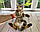 Дівчинка бенгал, (Жовтогарячий нашийник) ін. 12.05.2021. Бенгальські кошенята з вихованця Royal Cats. Україна, Київ, фото 6