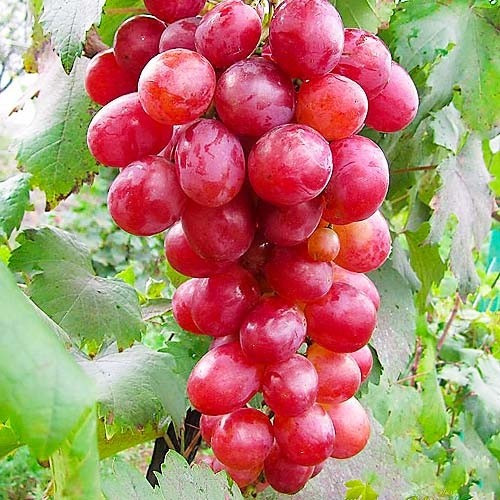 Саженцы столового винограда Анюта - среднепоздний срок, крупноплодный, морозостойкий - фото 2 - id-p1457602348