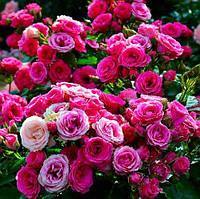 Троянда бордюрна Сафіна