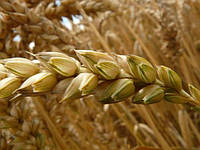 Семена пшеницы озимой Сейлор Германия 1-я репродукция, 50 кг