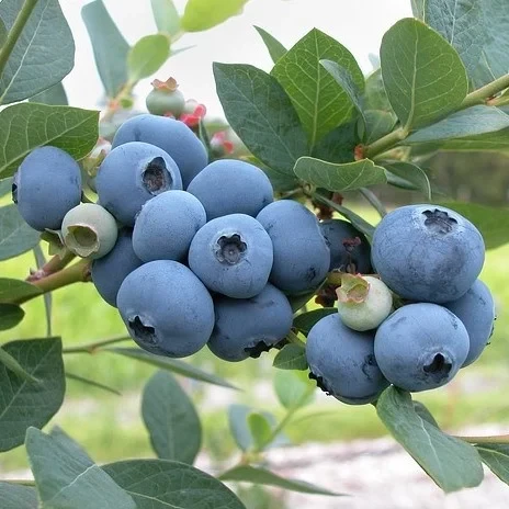 Саджанці лохини сорт Блюджей, 3 річні конт. 7.5 л