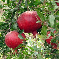 Саджанці граната сорт Шароли, конт. P9