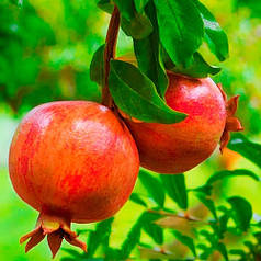 Саджанці гранату сорт Кримський смугастий 1 річні, конт. Р9