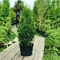 Туя смарагд | Сравнить цены и купить по акции со скидкой на Prom.ua