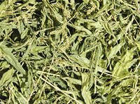 Горец перечный (водяной перец) трава, 1 кг