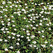 Перстач тризубчастий Нуук / Potentilla tridentata Nuuk, фото 2