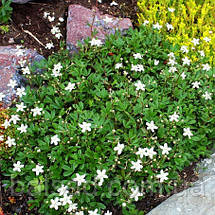 Перстач тризубчастий Нуук / Potentilla tridentata Nuuk, фото 4
